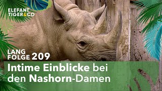 Die Erforschung des Liebeslebens von Nashörnern Langfolge 209  Elefant Tiger amp Co  ARD [upl. by Eiduj178]