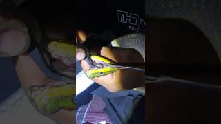 Proses pengobatan ular gonyosoma oxichepalum yang sariawan reptiles snake exalosindonesia [upl. by Imac]