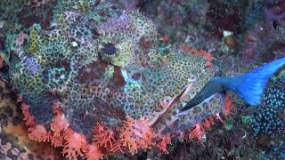 Tasseled Scorpionfish Scorpaenopsis oxycephala Eating a Red Toothed Triggerfish Odonus niger [upl. by Jacey649]