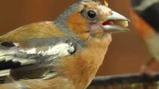 Bald Male Chaffinch  Moulting Bird [upl. by Vladimir52]