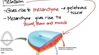 Embryonic Tissues [upl. by Triley]