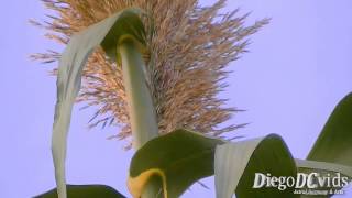 Arundo donax  Giant Cane  Canadoreino Arundineae [upl. by Yur]