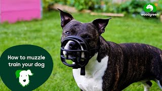 How to muzzle train your dog  Pet advice for dogs  Woodgreen Pets Charity [upl. by Dionne]