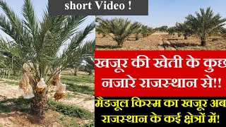 Medjool Dates Plantation to HarvestingFarming in Rajasthan [upl. by Arihk509]