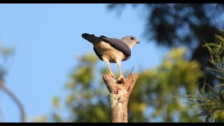 1130911 The Chinese sparrowhawk feeding on cicada at NeiHu [upl. by Nedyarb]