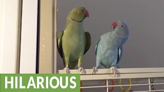 Parakeet brothers engage in full length conversation [upl. by Susi]