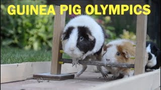 Guinea Pig Olympics  Parry Gripp [upl. by Dempsey]