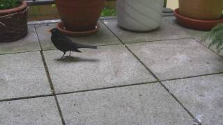 Amsel Anton frisst aus der Hand [upl. by Nikal]