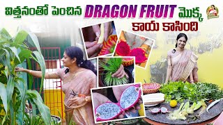 Terrace Garden Harvestsనాకే బేబీ పుట్టినట్టు అనిపించింది 😇😍gardening MADGARDENER [upl. by Emearg505]