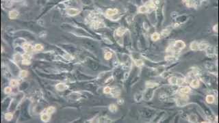 Neonatal Cardiomyocytes After gentleMACS Dissociation [upl. by Adhamh]