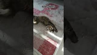 Kedi çağırma sesi kedi hemen gelsin🐱🐾₺keşfetkedicat kedisesi hayvanlaralemi [upl. by Sadonia189]