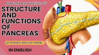 Structure and functions of pancreas  endocrine pancreas  exocrine pancreas [upl. by Aelrac998]