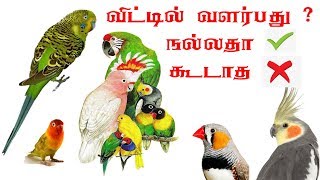 pet birds living in home right or wrong in Tamil budgies finches cockatiel loveird birdstamil [upl. by Anan791]