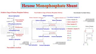 08 HMP Shunt Part 02  Significance of Hexose MonoPhosphate Shunt  PPP  Biochemistry [upl. by Fortunato]