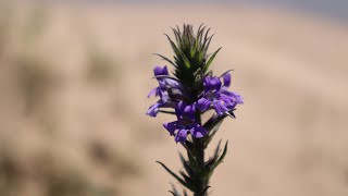 Stemodia  flora argentina  plantas palustres  plantas nativas de argentina [upl. by Hillhouse]