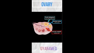 ANATOMY OF OVARY [upl. by Publus]