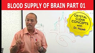 Blood Supply of Brain  Circle of Willis  Part 111 [upl. by Gladine729]