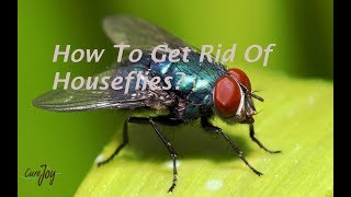 How To Get Rid Of Houseflies [upl. by Nomed]