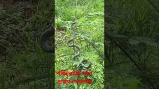 বিশাল বড় পঙ্খিরাজ সাপ জীবনে প্রথম দেখলাম A huge pankhiraj snake [upl. by Bartholomew]