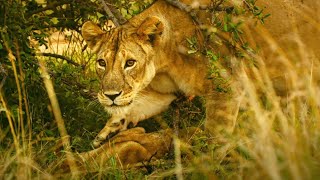 Kali The Lioness Finds Her Dead Cub  Serengeti II  BBC Earth [upl. by Oys]