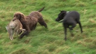 Ferreting rabbits with every dog weve got [upl. by Kyre]