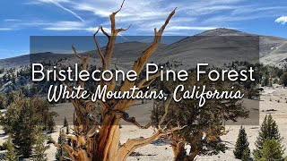 Ancient Bristlecone Pine Forest California  Worlds Oldest  Out in the Field with Jeremy Patrich [upl. by Ibrahim]