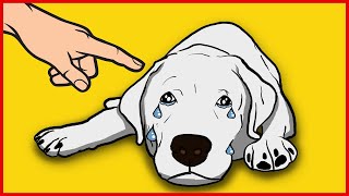 15 Ways You Are Hurting Your Dog Without Realizing [upl. by Hurwitz]