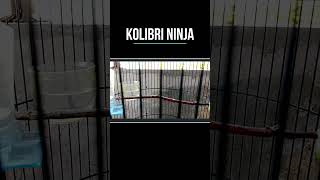 KOLIBRI NINJA IJOAN MEMANGGILkicaumania [upl. by Ojeillib]