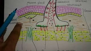 Scoliodon  Skin and skin derivates [upl. by Valerie554]