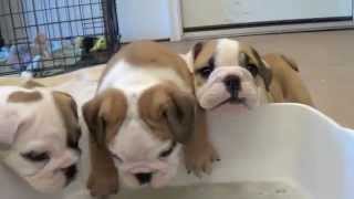 Baby English Bulldog Puppies [upl. by Natfa787]