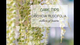 CARE TIPS FOR DISCHIDIA RUSCIFOLIA – MILLION HEARTS ❤️ [upl. by Revlis590]