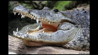 Deadly Morelets Crocodile H D [upl. by Reggi]