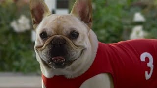 10 Funny Dog Commercials [upl. by Eninaj678]