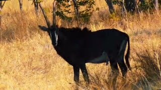 The best of Botswana wildlife travel viajes nature vlog safari trip africa top relaxing [upl. by Luby]