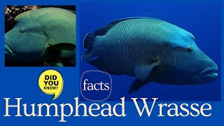 Humphead wrasse facts 🐠 Māori wrasse 🐟 Napoleon wrasse 🐠 Napoleon fish 🐠 so mei 🐟 mameng 🐠 [upl. by Endys]