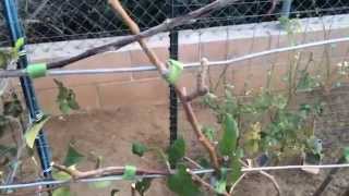 High Density Espalier Gardener  Apples amp Jujubes 031315 Update [upl. by Bascomb]