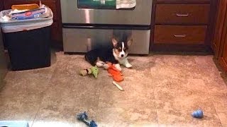 CORGI IN THE KITCHEN  Life After College Ep 323 [upl. by Marquet207]