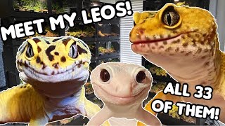 MEET ALL MY LEOPARD GECKOS [upl. by Torry]