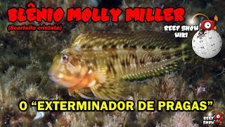 Reef Show Wiki Blênio Molly Miller Blênio Macaco Verde [upl. by Yanel]