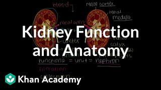 Kidney function and anatomy  Renal system physiology  NCLEXRN  Khan Academy [upl. by Aura]