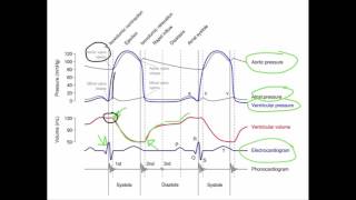 Wiggers Diagram [upl. by Haley]