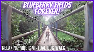 Picking BLUEBERRIES After Walking Around Wapato Lake in Tacoma WA Relaxing Music Virtual Dog Walk [upl. by Dorolice]