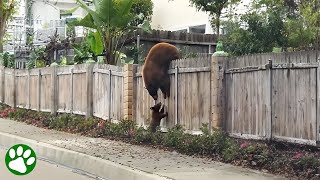 Mama Bear Refuses to Abandon Her Beloved Cubs [upl. by Alol]