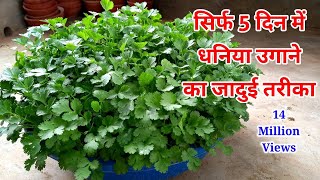 मात्र 5 दिन में धनिया उगाने का जादुई तरीक । How to grow coriander at homedhaniya kaise ugayein [upl. by Gautious]