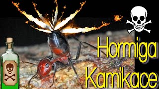 Hormiga Kamikace ASÍ EXPLOTA Camponotus explodens Colobopsis saundersi  Hormiguero Casero channel [upl. by Vinita]