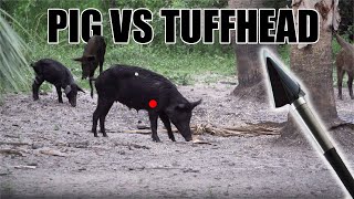 Pig Hunting With The Tuffhead Evolution 3 Blade Broadhead [upl. by Pederson285]