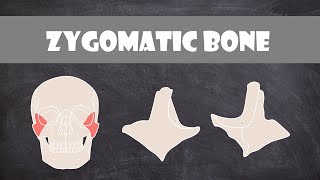 Zygomatic Bone  Anatomy [upl. by Norma45]