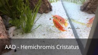 AAD  Reproduction Hemichromis Cristatus [upl. by Alhan]