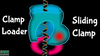 DNA Clamp Loader  Sliding Clamp  DNA ClampLoading Mechanism  β Clamp [upl. by Hildegard867]