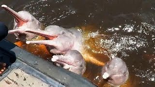 Botocorderosa  Amazónia  Pink River Dolphin  Amazon 🐬🎥 [upl. by Claudy]